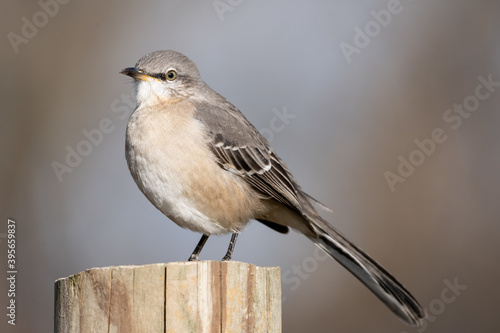 Closeup of a Northern mockingbird perched on wood under the sunlight with a blurry background