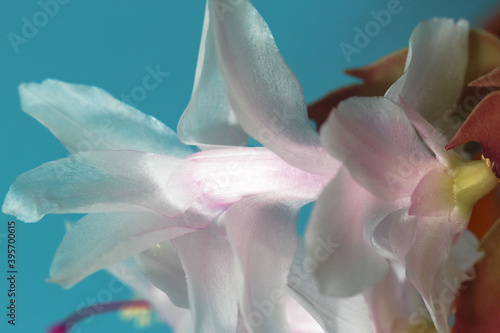Close-up (macro photography) of the petals of a white Schlumbergera flower (lat. Schlumbergera truncata) on a blue background as a pearly texture