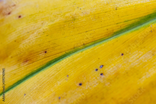 close up of detail of yellow leaf - Mental Health/wellbeing/wellness/SDGs/biology abstract background image