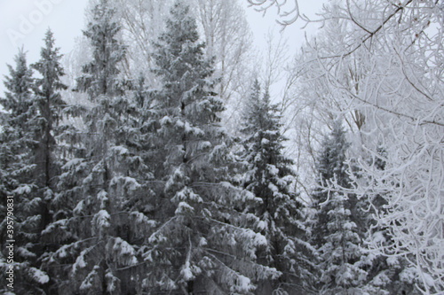 snow on the branches of Christmas trees and trees