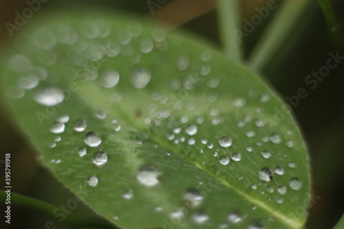 Zielony liść makro z kroplami deszczu