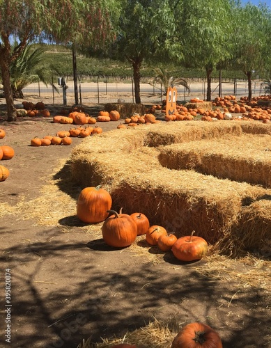 Fall Harvest orange pumpkin patch with bales of straw all around 