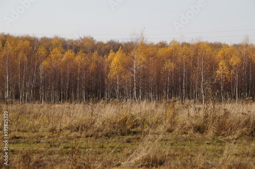 autumn forest on a Sunny day