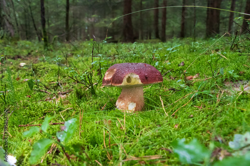 Bolete mushroom growing in moss