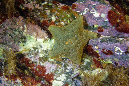 Cushion star or Gibbous starlet (Asterina gibbosa) in Mediterranean Sea