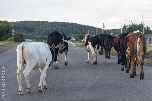 A herd of cows is on the road in village in summer