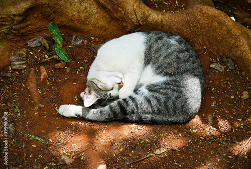 Kot śpiący na ziemi zwinięty w kłębek.