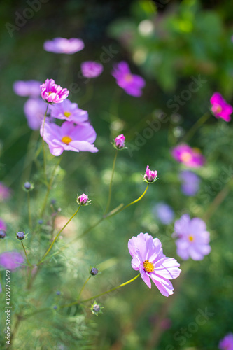 Alcuni fiori di cosmos in primo piano con altri fiori sfocati sullo sfondo