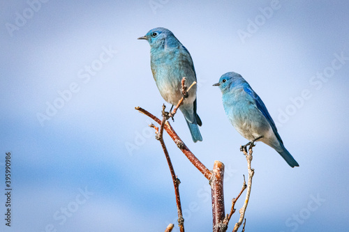 Nevada Bluebirds 