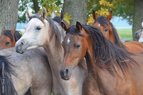 Arabian horses