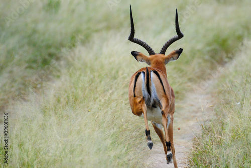impala running away in the wild