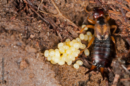 Common earwig (Forficula auricularia) female with eggs, Italian alps, Italy.