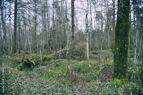 Gloomy Dark Forest. Broken old trees in forest. Old broken branc