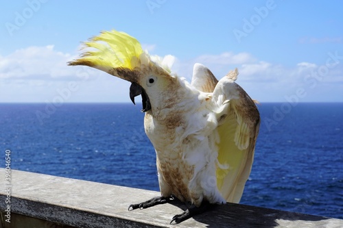 Extremely agitated Cockatoo with Crest Up, Beak Open and Wings partly Spread