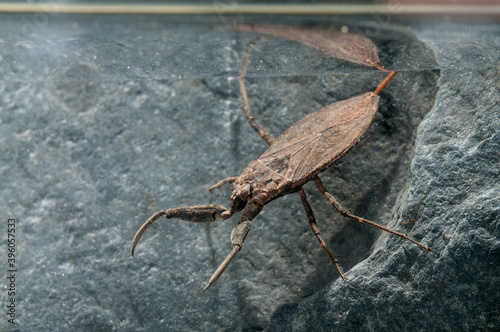 Water scorpion (Nepa cinerea), Nepidae family.