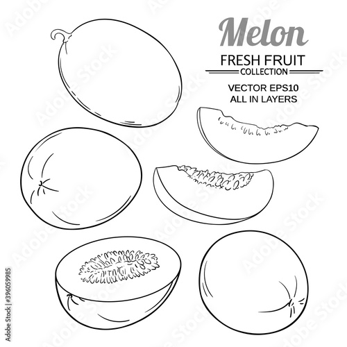 melon vector set