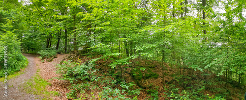 Wide-angle shot of road that goes in between the trees and the plants in the forest on a spring day