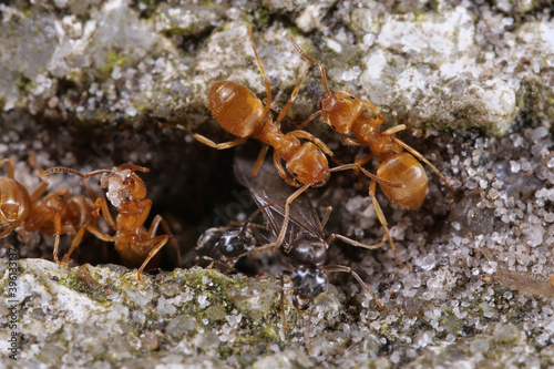 gelbe wiesenameisen close up: arbeiterinnen und männchen, lasius flavus