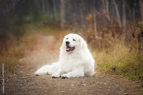 Portrait of big beautiful maremma dog lying on the path in the autumn forest. Happy White fluffy Italian sheepdog