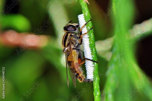 Samica muchówki gniłuna (Helophilus pendulus) podczas składania jajeczek nad wodą 