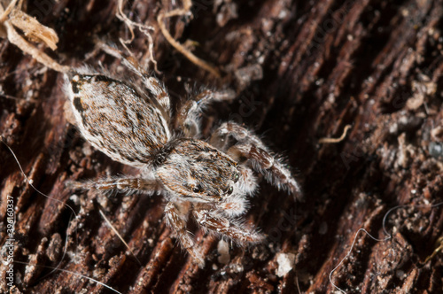 Jumping spider (Pseudicius encarpatus) female, Italy.
