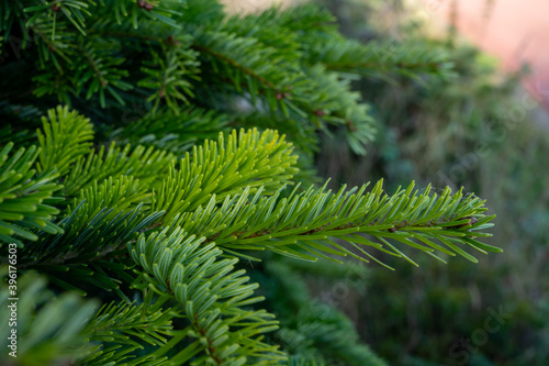 Plantation of evergreen nordmann firs, christmas tree growing ourdoor