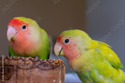 A couple of a beautiful lovebird eating birdseed with selective focus 