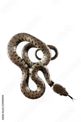 Barred grass snake (Natrix helvetica) juvenile on white background, Italy.