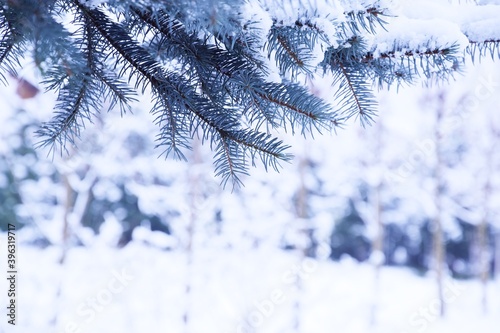 Winter garden bokeh background. Ogród pod świerkiem zimowy widok na ogród bokeh rozmyte zimowe tło