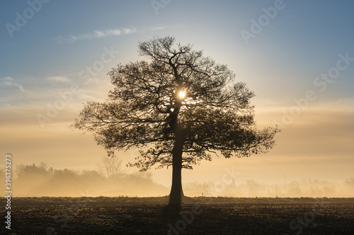 Silhouette of a solitary oak tree in a field with early morning sunlight and frosty mist.