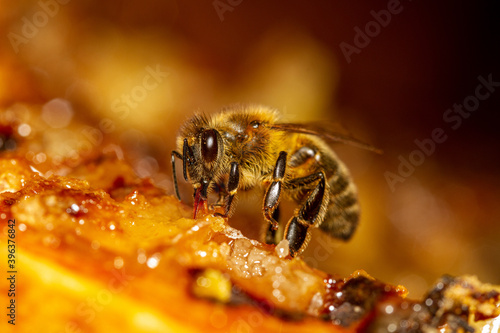 Honey bee collects honey from the frame.