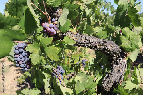 Closeup of old vine zinfandel red wine grapes in a vineyard within Lodi, California