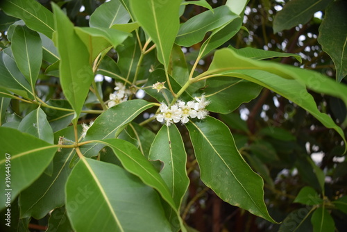 fresh green new leaves and white flowers of Qld brush box showing growth habit close-up