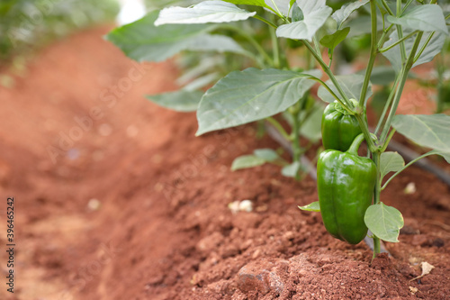 fresh capsicum or Green bell pepper plant growing in organic vegetable garden 