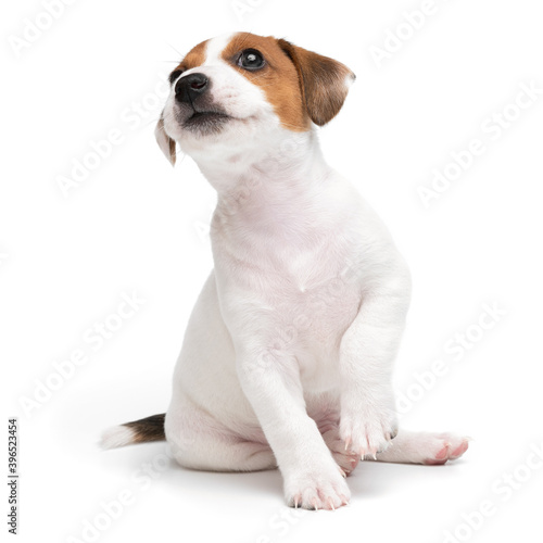 Jack Russell Terrier puppy isolated on white background. Dog jack terrier sitting front view studio shot.