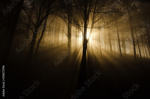 DAS LICHT DURCHBRICHT DEN NEBEL