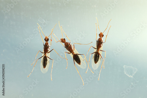 Three flying ants on glass window after heavy rain.