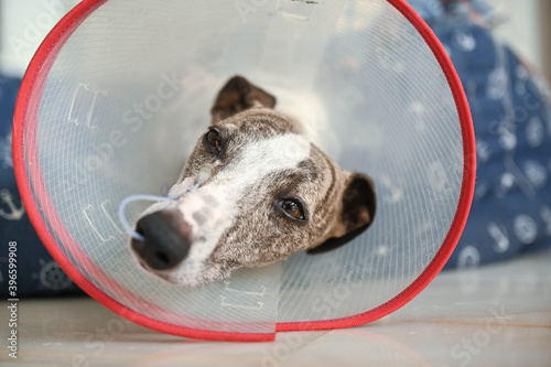 Perro tumbado con una sonda y collar, raza whippet.