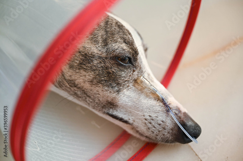 Perro tumbado con una sonda y collar, raza whippet.