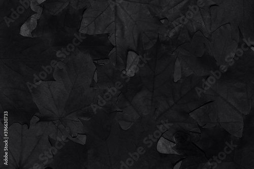 Black background. Background of autumn fallen maple leaves close-up. Black and white photo. Abstract background.