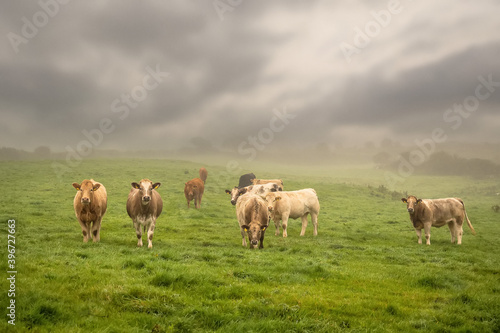 Green meadow with fresh grass. Herd of cows grazing grass. Haze in the background and cloudy sky, Selective focus. Agriculture background. West of Ireland