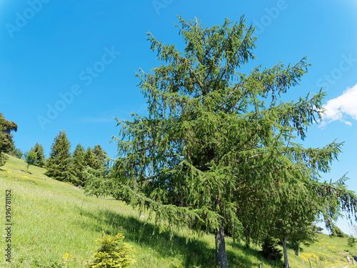 (Larix decidua) European larch with branches covered of green foliage in summer under a beautiful blue sky in Black-Forest in Germany