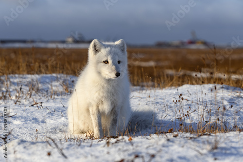 Arctic fox (Vulpes Lagopus) in wilde tundra. Arctic fox sitting.