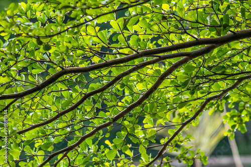 Wet braches and the leaf after rain