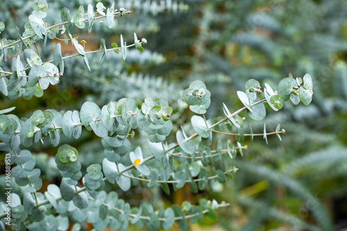 Medicinal leaves of eucalyptus - Eucalyptus little boy blue