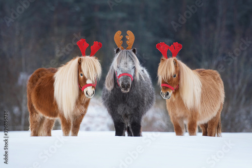 Three funny miniature shetland breed ponies with festive Christmas horns on its heads standing in a row on the snowy field in winter. Santa Claus's Christmas reindeers. Pet at Christmas. 