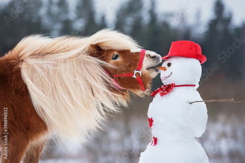 Funny miniature shetland breed pony stallion trying to eat a snowman's carrot nose. Horse in winter.