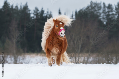 Beautiful miniature shetland breed pony stallion with long white mane running on the snowy field in winter