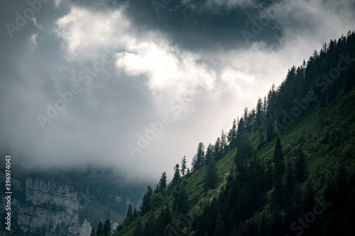 rainclouds create spectacular light on a steep slope of forest