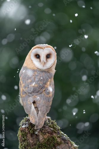 The Barn owl and the snowflakes (Tyto alba)